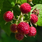 Rubus idaeus 'bonbonberry yummy' - mini framboisier - arbre fruitier - autogame – ⌀12 cm - ↕20-25 cm