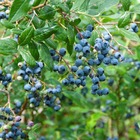 6x vaccinium corymbosum 'bluecrop' - myrtille - arbre fruitier - autogame - ⌀9 cm - ↕15-20 cm