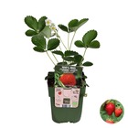 Fragaria x ananassa 'delizzimo' – fraisier –arbuste fruitier– entretien facile - ⌀13 cm - ↕40-50 cm