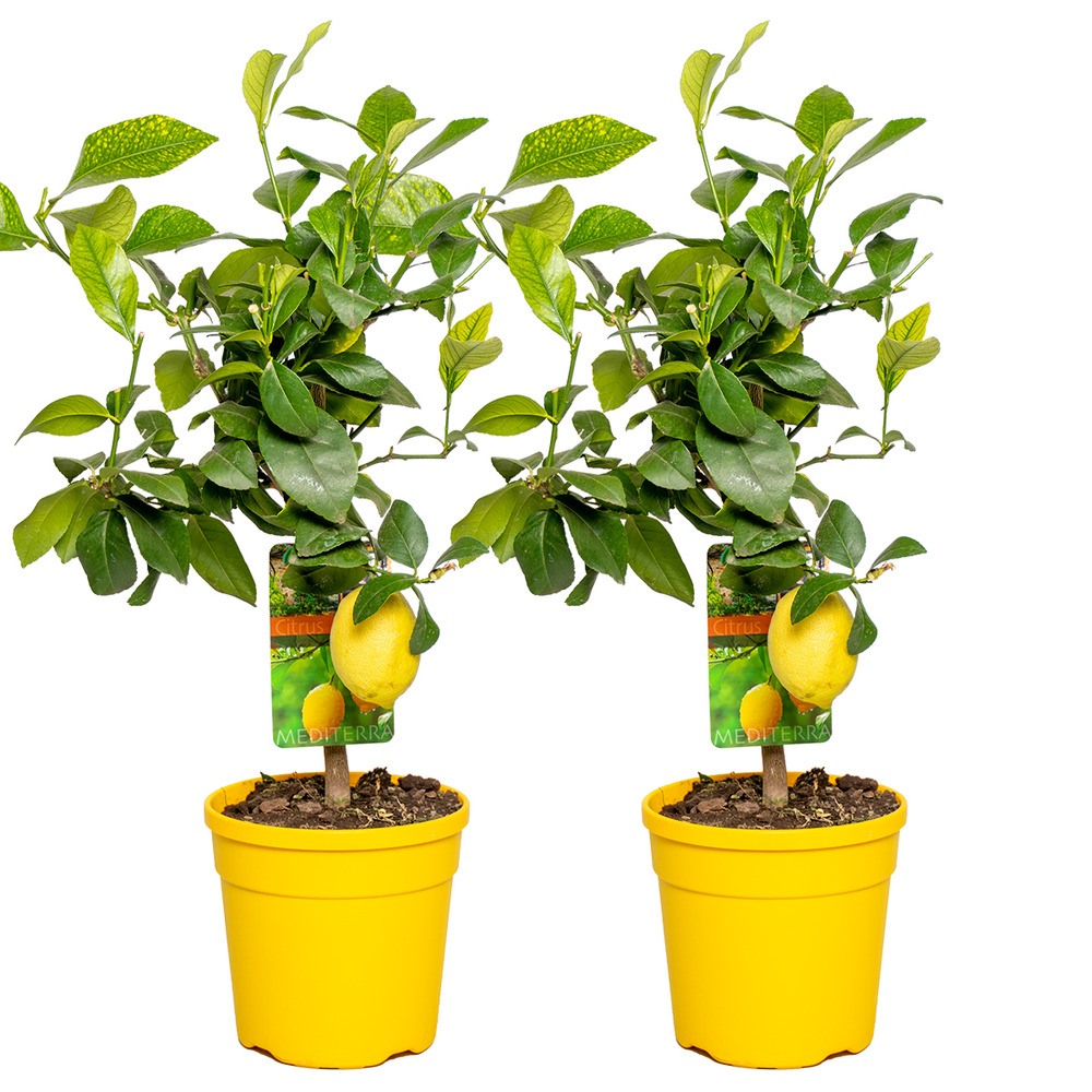 Lot de 2 - citrus limon - citronnier - agrume - arbre fruitier - 50-70 cm de haut - pot 19 cm