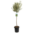 Olea europaea - olivier sur tronc - arbre - rustique - ⌀40 cm - ↕195-205 cm