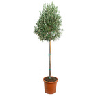 Olea europaea - olivier sur tronc - arbre - rustique - ⌀38 cm - ↕175-185 cm