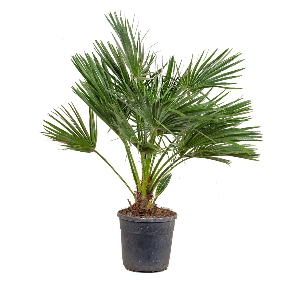 Chamaerops humilis - palmier nain européen - palmier rustique - hauteur 80-100 cm - pot 24 cm