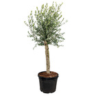 Olea europaea - olivier sur tronc - arbre - rustique - ⌀55 cm - ↕170-180 cm