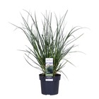 Cortaderia selloana 'evita' – herbe de la pampa – graminée ornementale – facile d'entretien - ⌀ 19 cm - ↕55-65 cm