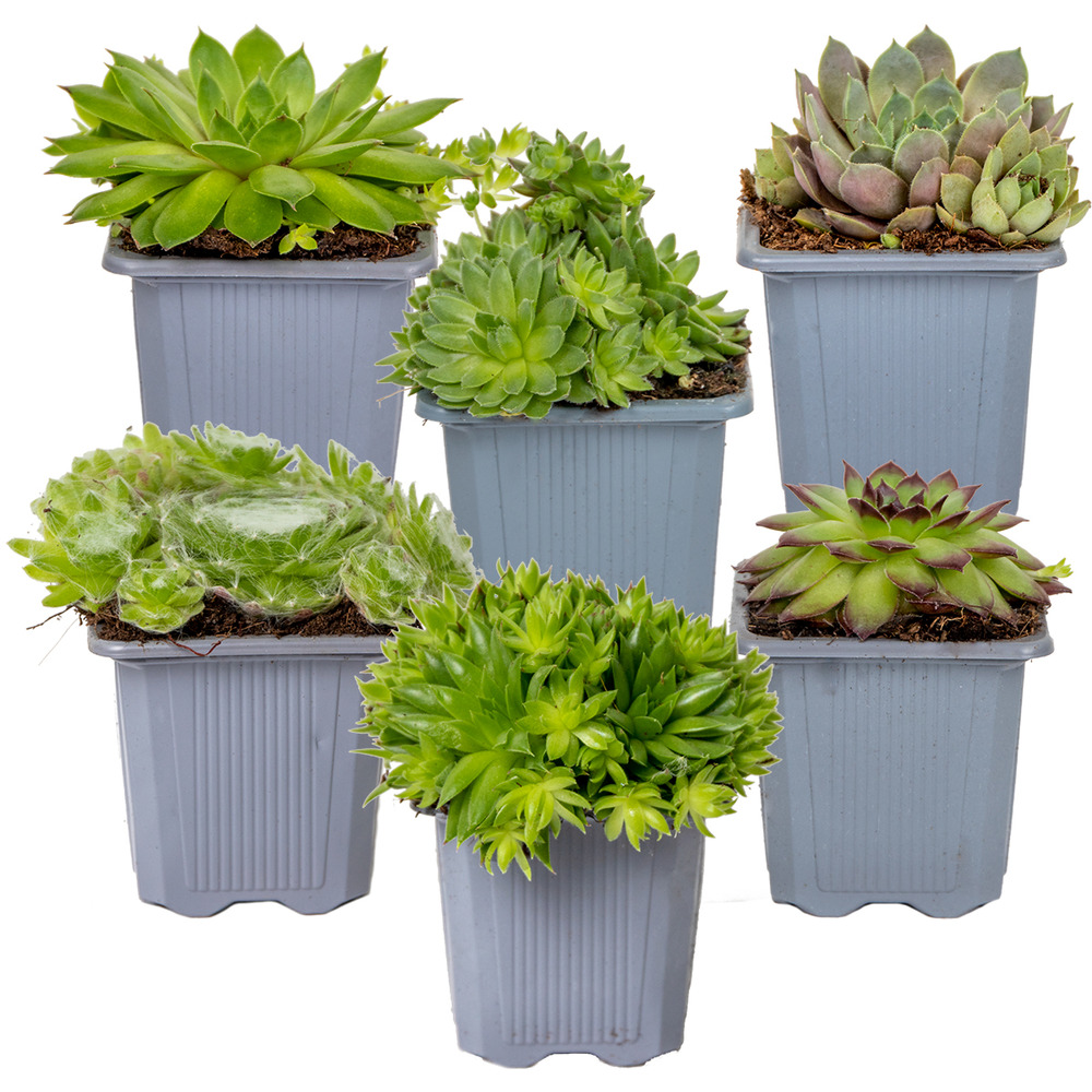 Lot de 6 - sempervivum mix - joubarbe - plantes de jardin - hauteur 8-12 cm - pot 7 cm