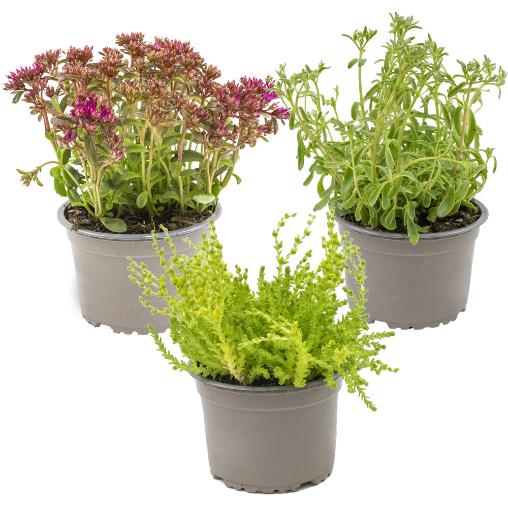 Lot de 3 - mélange de plantes de rocaille - plantes de jardin - 15-25 cm de haut - pot 14 cm
