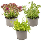 3x rockplants mix – plantes de rocaille – couvre-sol – facile d'entretien – ⌀14 cm - ↕10-15 cm