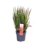 Imperata 'red baron' - herbe de sang japonaise - herbe ornementale - facile d'entretien - ⌀ 19 cm - ↕35-45 cm