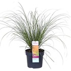 Carex prairie fire – carex orange – graminée ornementale – rustique - ⌀ 19 cm - ↕35-45 cm