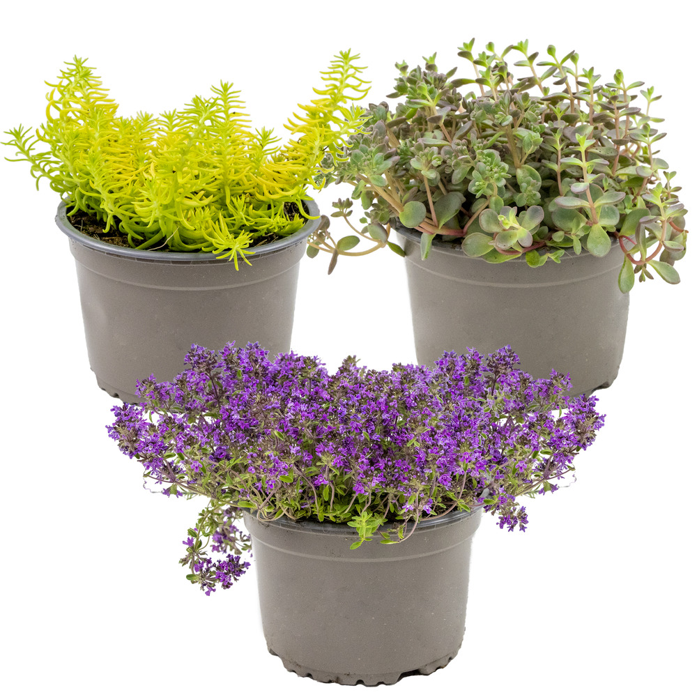 Lot de 3 - sedum - orpin - plantes de jardin - résistante au gel - 10-15 cm de haut - pot 14 cm