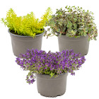 3x sedum mix – plantes de rocaille – couvre-sol – facile d'entretien – ⌀14 cm - ↕10-20 cm