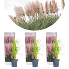 3x cortaderia selloana – herbe de la pampa – rustique – ⌀10,5 cm - ↕20-25 cm