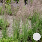 Calamagrostis overdam–autruche panache – graminée ornementale – facile d'entretien -⌀14 cm-↕35-45 cm