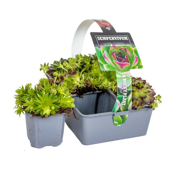 Lot de 6 - sedum mix - orpin - plantes de jardin - résistante au gel - h. 8-12 cm - p. 7 cm