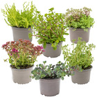 6x rockplants mix – plantes de rocaille – couvre-sol – facile d'entretien – ⌀14 cm - ↕10-15 cm
