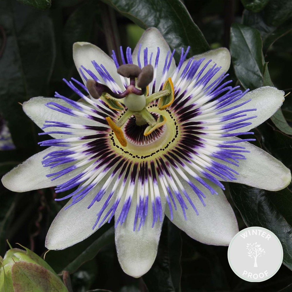 Passiflora caerulea - fleur de la passion - bleue & blanche - 50-70 cm de haut - pot 15 cm