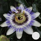 Passiflora caerulea – passiflore – plante grimante – rustique – ⌀15 cm - ↕ 60-70 cm