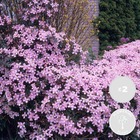 2x clematis montana var. 'rubens' – vigne forestière – plante grimante – ⌀15 cm - ↕60-70 cm