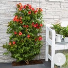 Campsis radicans 'flamengo' – fleur trompette – plante grimpante – rustique - ⌀15 cm - ↕60-70 cm