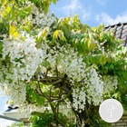 Glycine 'alba' - glycine - blanche - plante grimante - peu d'entretien – ⌀15 cm - ↕60-70 cm