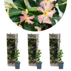 3x trachelospermum 'pink showers' – jasmin de toscane – plante grimante – ⌀9 cm - ↕15-20 cm