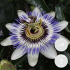 2x passiflora caerulea – passiflore – plante grimante – rustique - ⌀15 cm - ↕ 60-70 cm