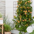Campsis 'radicans 'galen' – plante grimpante – grimpante trompette – rustique - ⌀15 cm – ↕60-70 cm