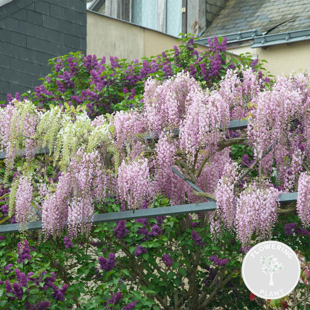 Wisteria floribunda 'rosea' - glycine rose - plantes grimpantes - 50-70 cm de haut - pot 15 cm