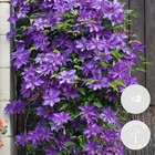 2x clématite le président – vigne purple forest – plante grimpante - ⌀15 cm - ↕60-70 cm
