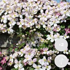 2x clematis montana 'fenne' - liane forestière - plante grimpante - facile d'entretien – ⌀ 15 cm - ↕60-70 cm