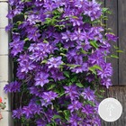 Clématite le président – plante grimpante violette - vigne forestière - ⌀15 cm - ↕60-70 cm