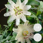 2x passiflora elliot – passiflore – plante grimante – facile d'entretien - ⌀15 cm - ↕60-70 cm