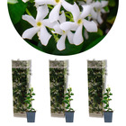 3x trachelospermum jasminoides – jasmin de toscane – plante grimpante – rustique – ⌀9 cm - ↕15-20 cm