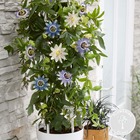 Passiflora 'carnival'– passiflore – plante grimante – facile d'entretien – ⌀23 cm - ↕65-75 cm