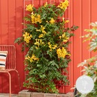 Campsis flava golden trumpet – fleur trompette – plante grimpante – résistante à l'hiver - ⌀15 cm - ↕60-70 cm