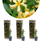 3x trachelospermum étoile de toscane – jasmin de toscane – rustique – ⌀9 cm - ↕15-20 cm