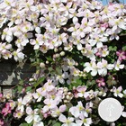 Clématite montana 'tetrarose' - vigne forestière - plante grimpante - facile d'entretien - ⌀15 cm - ↕60-70 cm