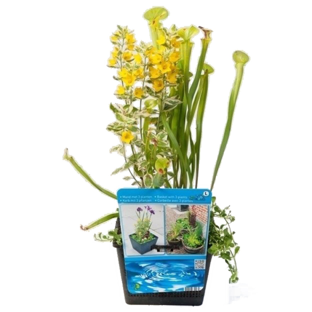 Mélange de plantes de bassin prêt à l'emploi - zone 1&2 - facile d'entretien - ⌀18 cm - ↕45-55 cm