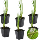6x acorus calamus – calamus – plante de bassin – faible entretien – zone 2-3 – ⌀09cm - ↕10-20 cm
