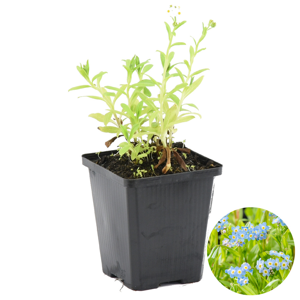 Myosotis palustris - myosotis des marais - plantes de bassin - hauteur 10-20 cm - pot 9 cm