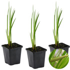 3x acorus calamus – calamus – plante de bassin – faible entretien – zone 2-3 – ⌀09cm - ↕10-20 cm