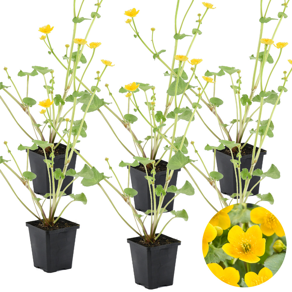 Lot de 6 - caltha palustris - populage des marais - plantes de bassin - hauteur 15-25 cm - pot 9 cm