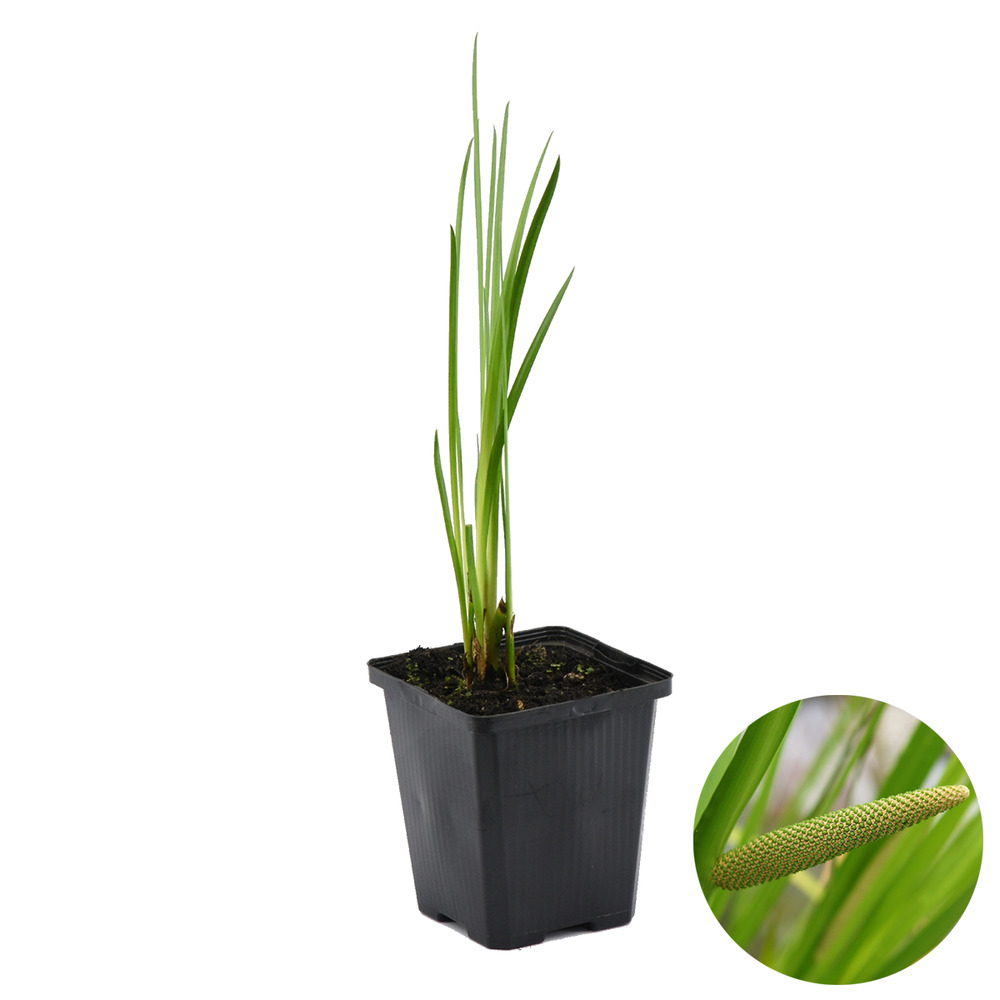Acorus calamus - acore odorant - plantes de bassin - rustique - hauteur 10-20 cm - pot 9 cm