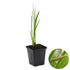 Acorus calamus – pastèque sucrée – plante de bassin – peu d'entretien – zone 2-3 – ⌀09cm - ↕10-20 cm