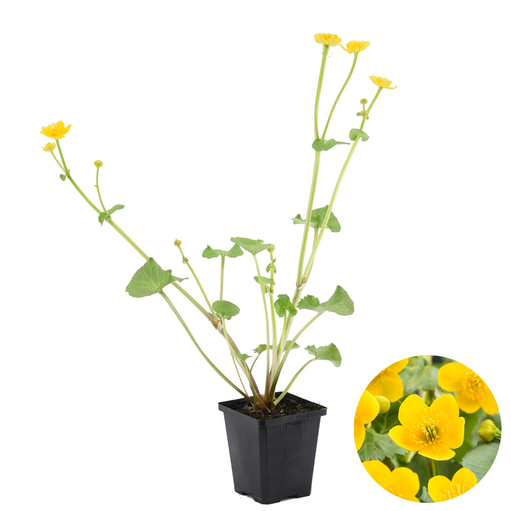Caltha palustris - populage des marais - plantes de bassin - rustique - hauteur 15-25 cm - pot 9 cm