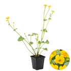 Caltha palustris – souci – plante de bassin – faible entretien – zone 1-2 – ⌀09cm - ↕15-25 cm