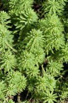 Myriophyllum 'red stem' – featherwort – plante oxygène – zones 2 à 5 – ⌀11 cm - ↕15-25 cm