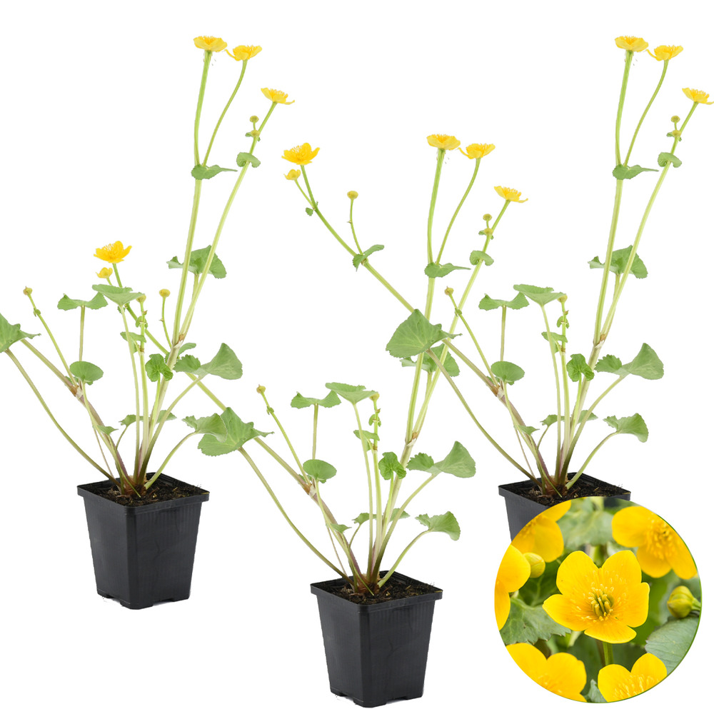 Lot de 3 - caltha palustris - populage des marais - plantes de bassin - hauteur 15-25 cm - pot 9 cm