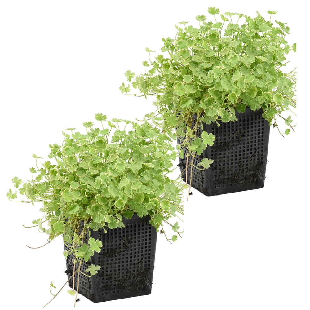 Lot de 2 - hydrocotyle variegata - hydrocotyle panachée - hauteur 10-20 cm - pot 11 cm